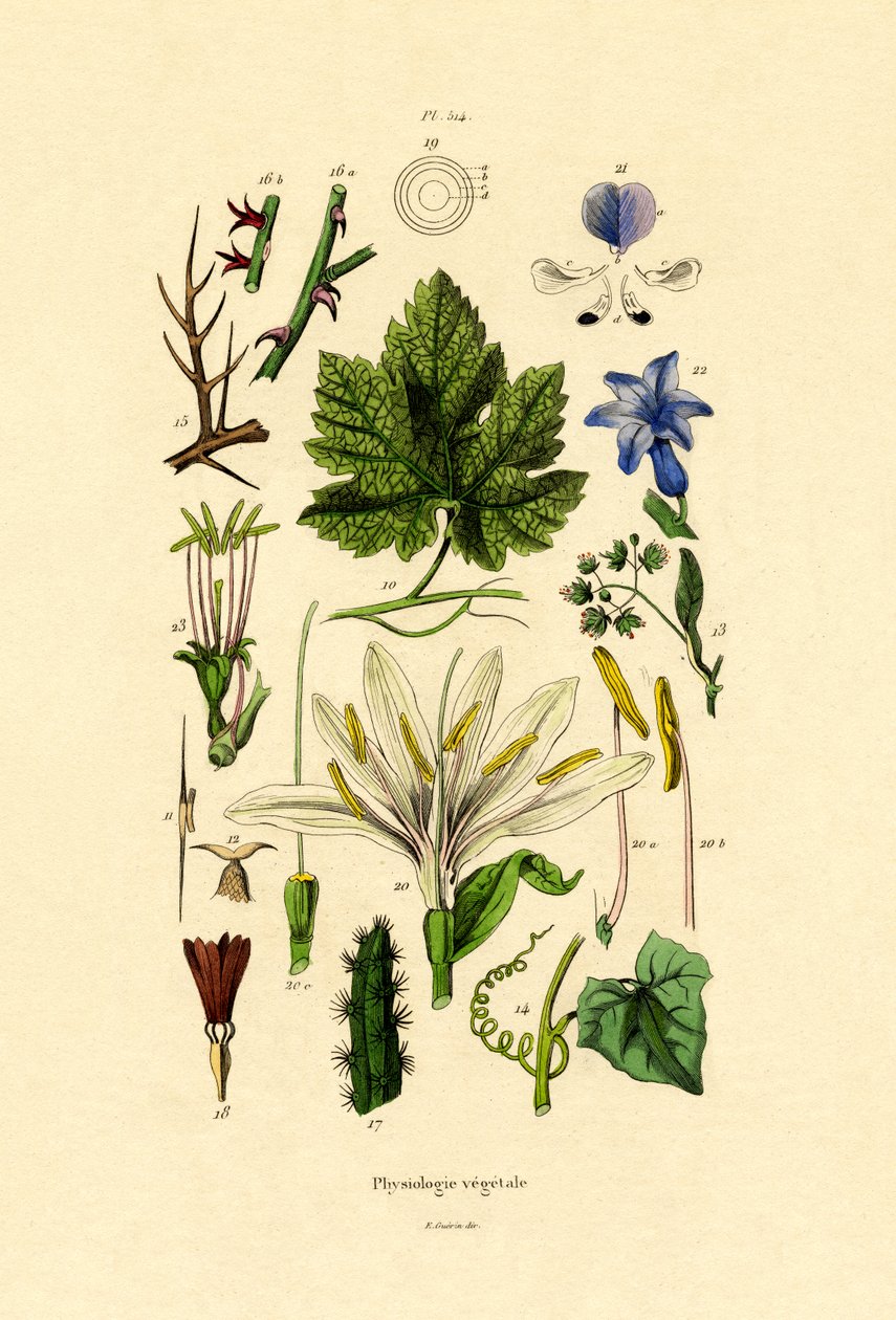 植物，1833年至1939年 作者 法语学校
