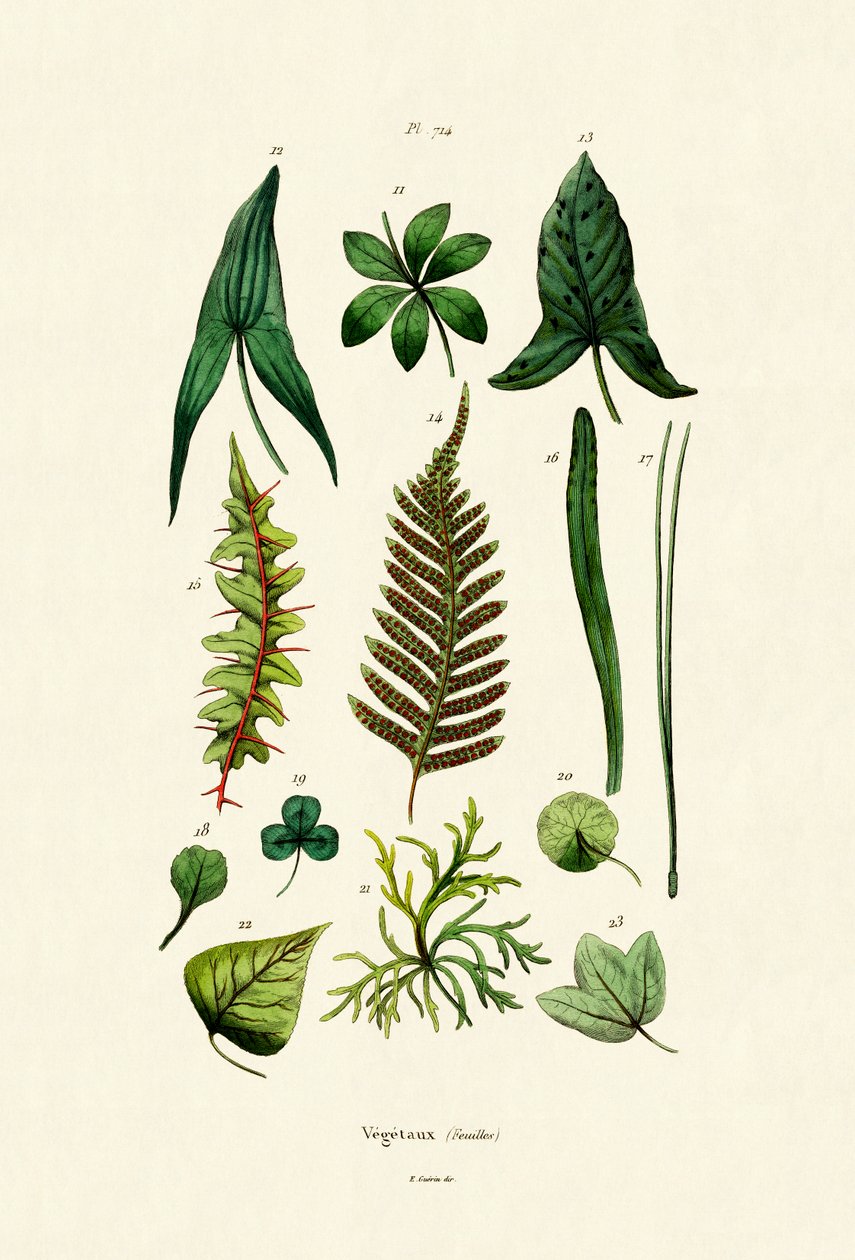 植物，1833年至1939年 作者 法语学校