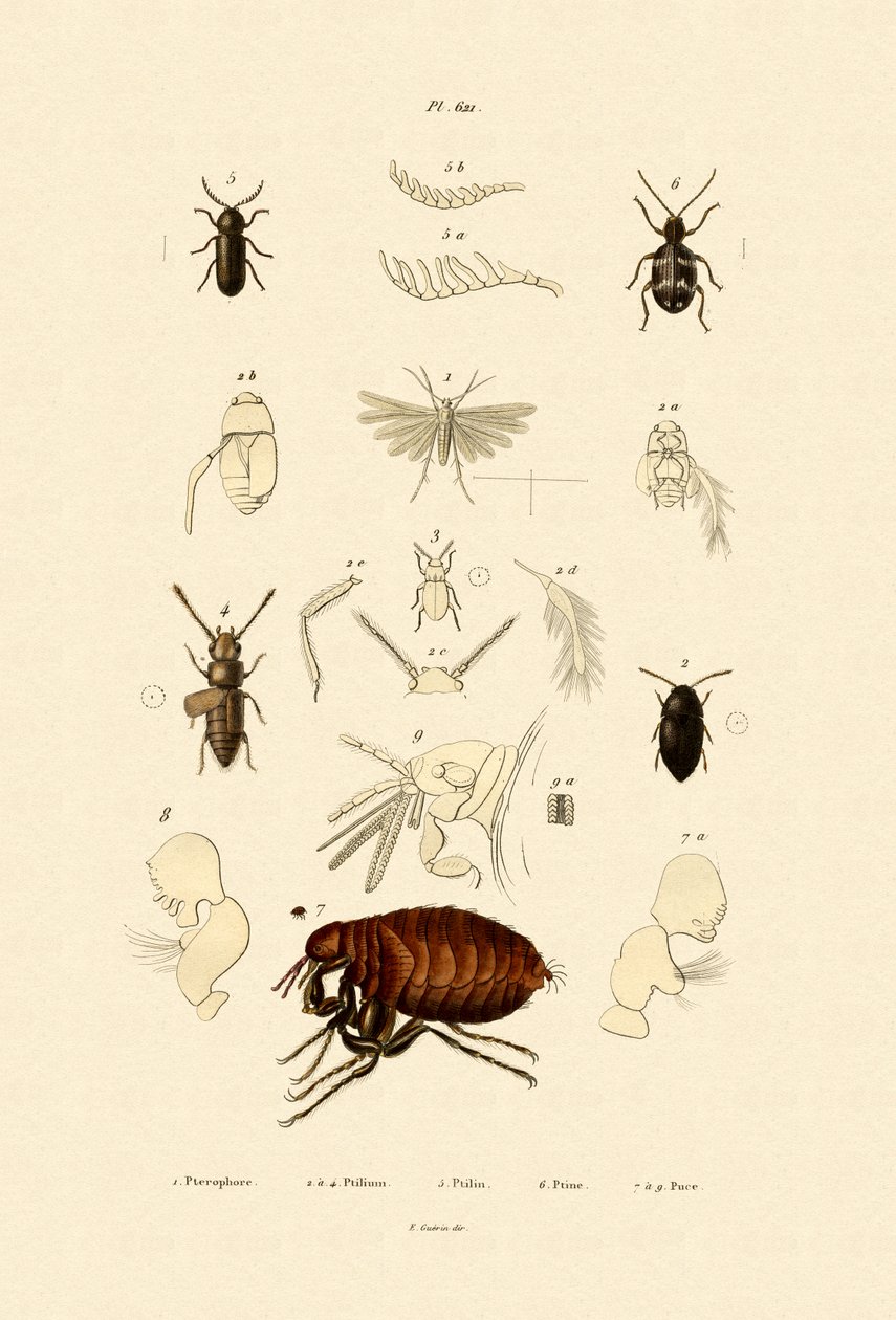 Plume Moth，1833-39 作者 法语学校