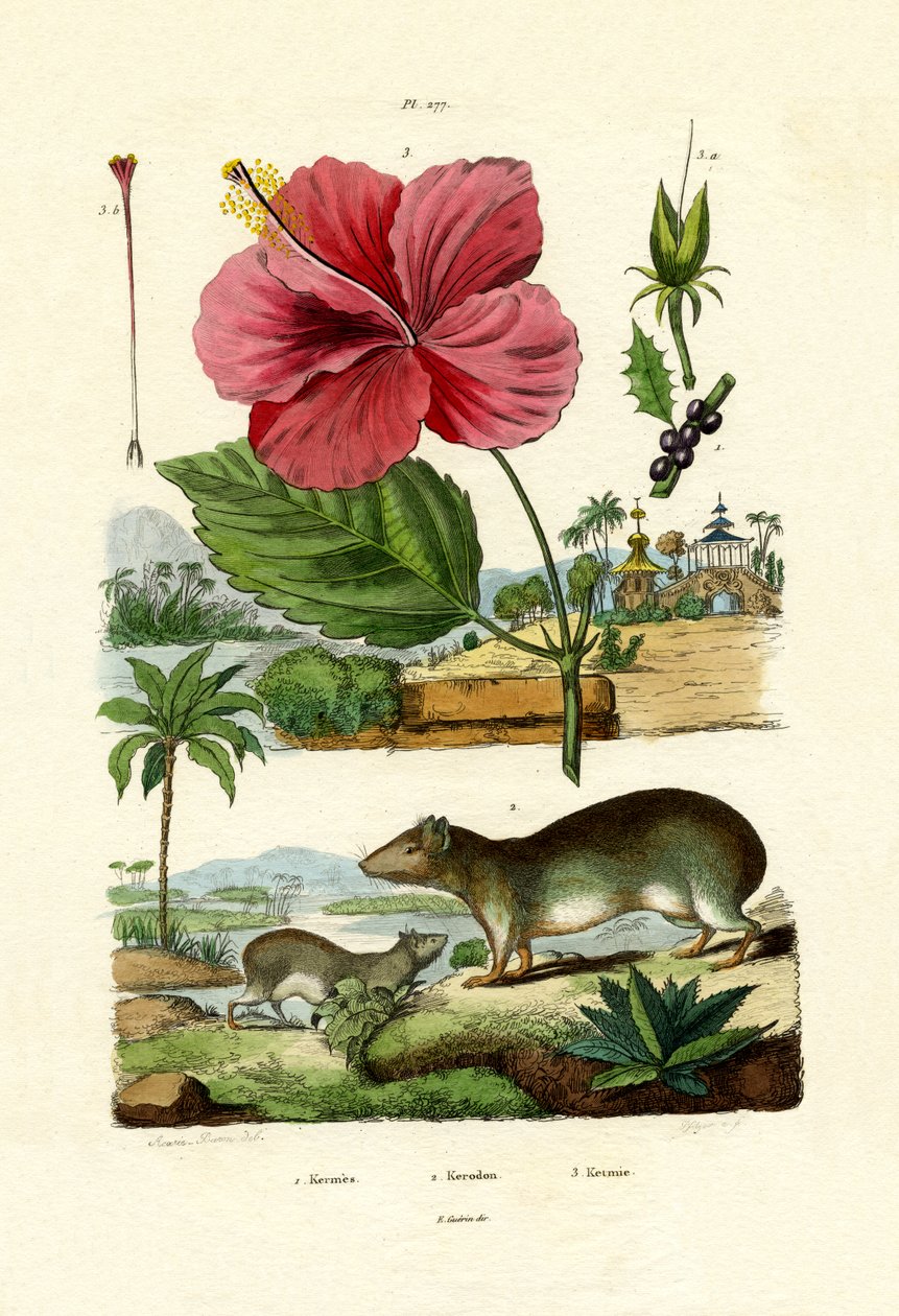 美洲商陆，1833-39 作者 法语学校