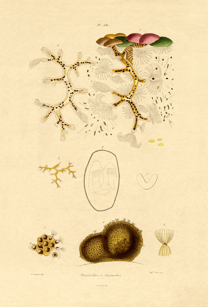 息肉，1833-39 作者 法语学校
