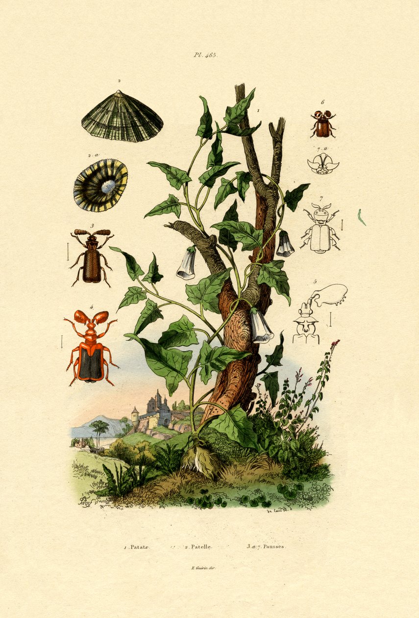 马铃薯，1833-39 作者 法语学校