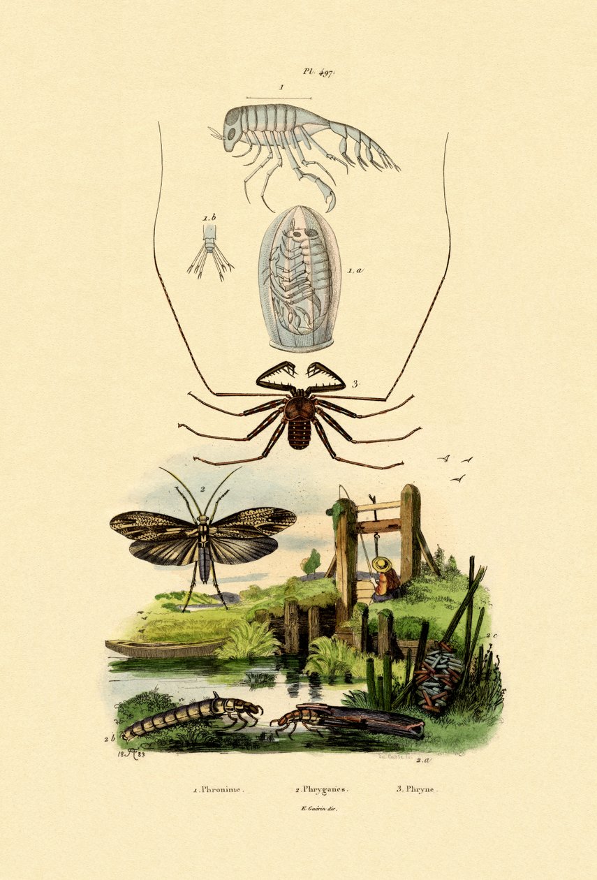 Pram Bug Amphipod，1833-39 作者 法语学校