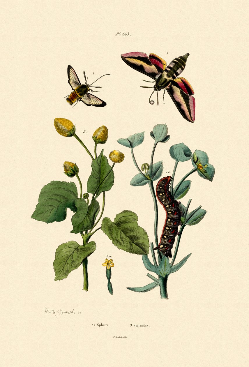 Privet Hawkmoth，1833-39 作者 法语学校