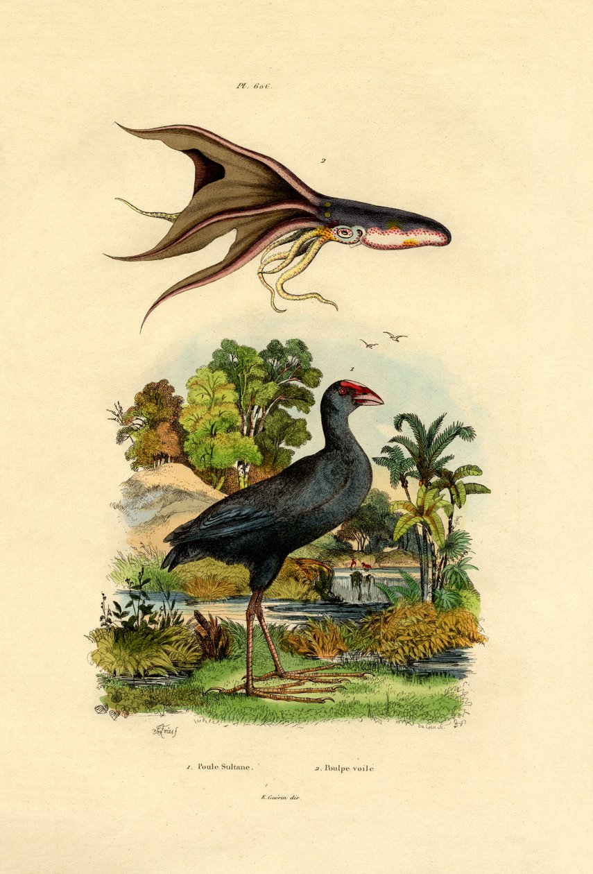 紫色Swamphen，1833-39 作者 法语学校