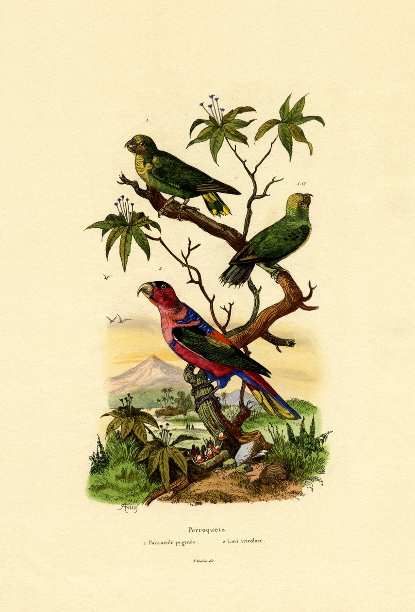 俾格米鹦鹉，1833年至1939年 作者 法语学校