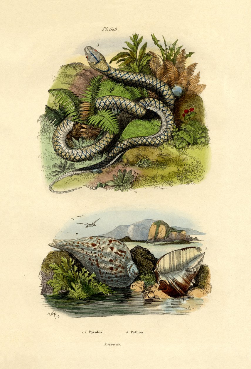 Pyrula Shells，1833-39 作者 法语学校