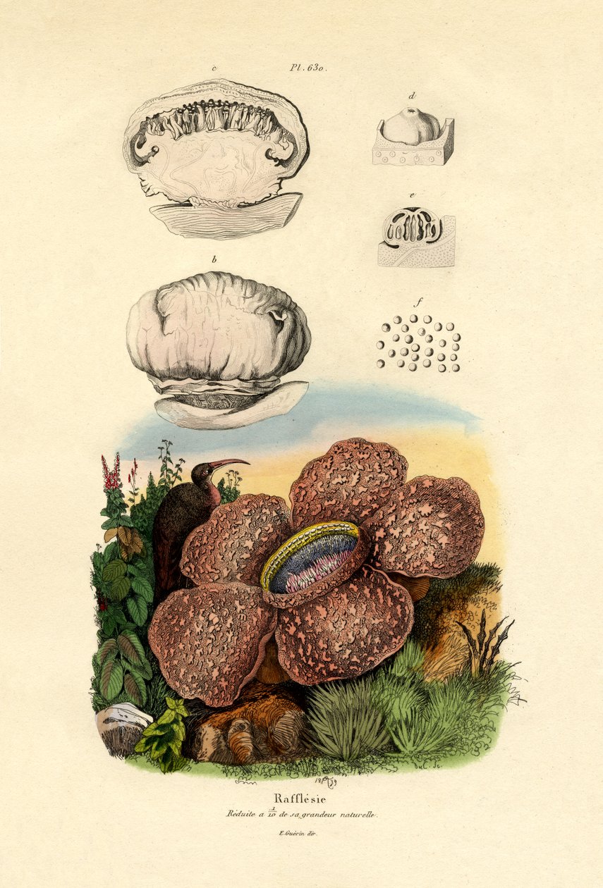 Rafflesia，1833-39 作者 法语学校