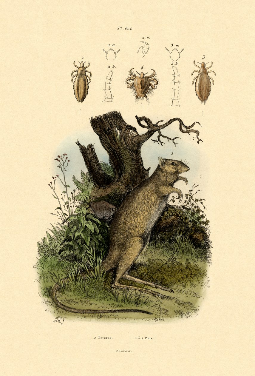 Rat-kangaroo，1833-39 作者 法语学校
