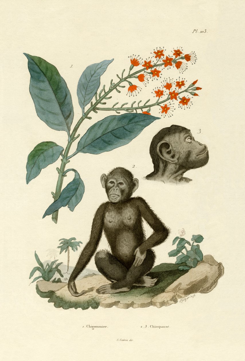 红色Bushwillow，1833年至1939年 作者 法语学校