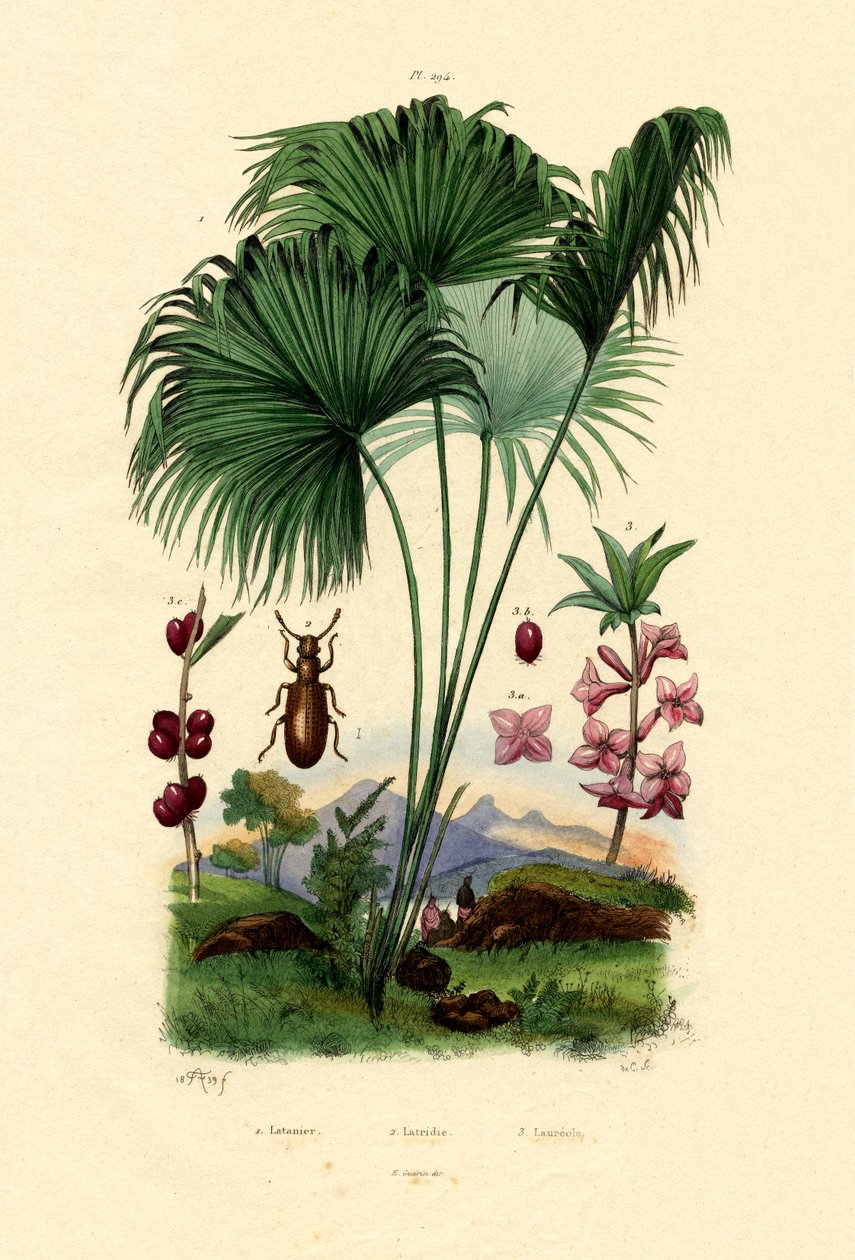 红色拉丁棕榈，1833-39 作者 法语学校