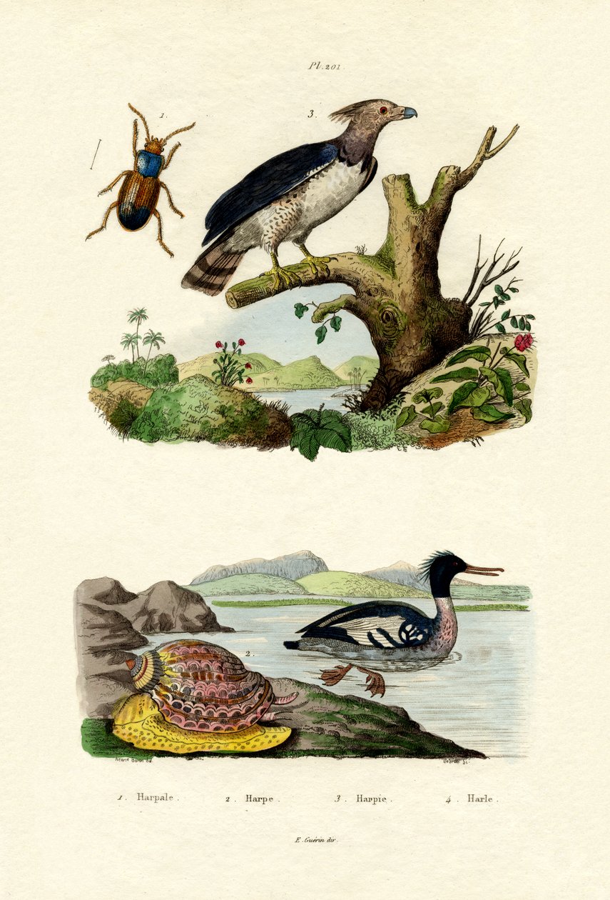 红胸秋沙鸭，1833-39 作者 法语学校