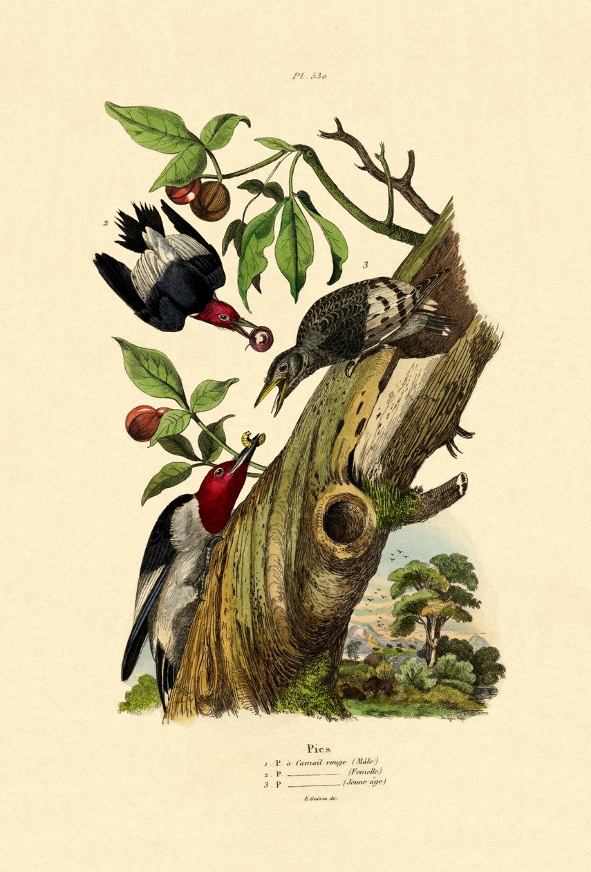 红头啄木鸟，1833-39 作者 法语学校