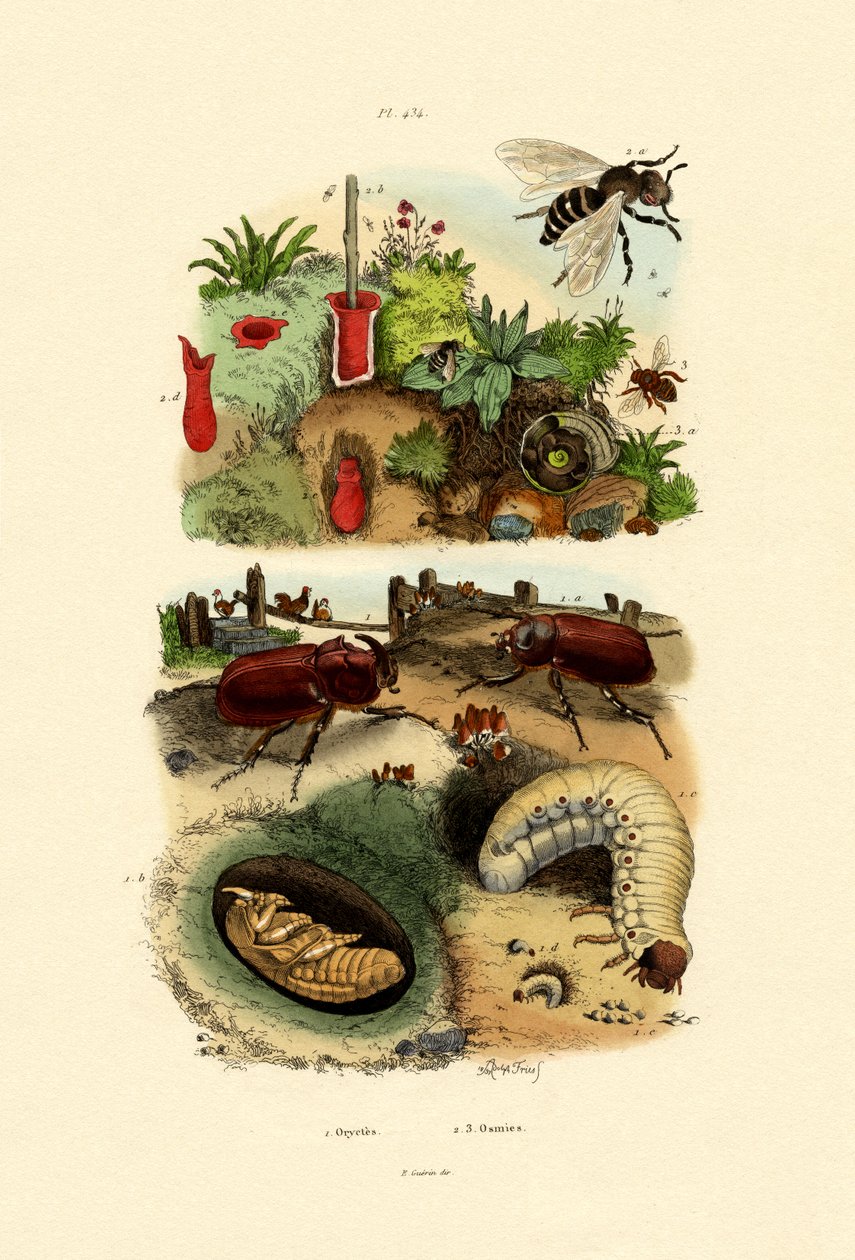 Rhinocerus Beetle，1833-39 作者 法语学校