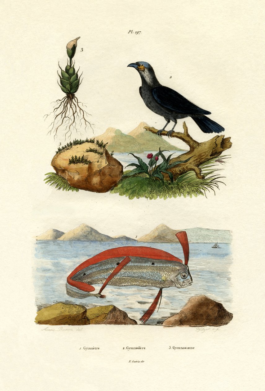 丝带鱼，1833-39 作者 法语学校