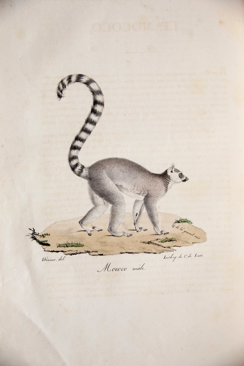环尾狐猴，来自哺乳动物自然史，原始人物，ÉtienneGeoffroySaint-Hilaire和FrédéricCuvier，1824-42 作者 法语学校