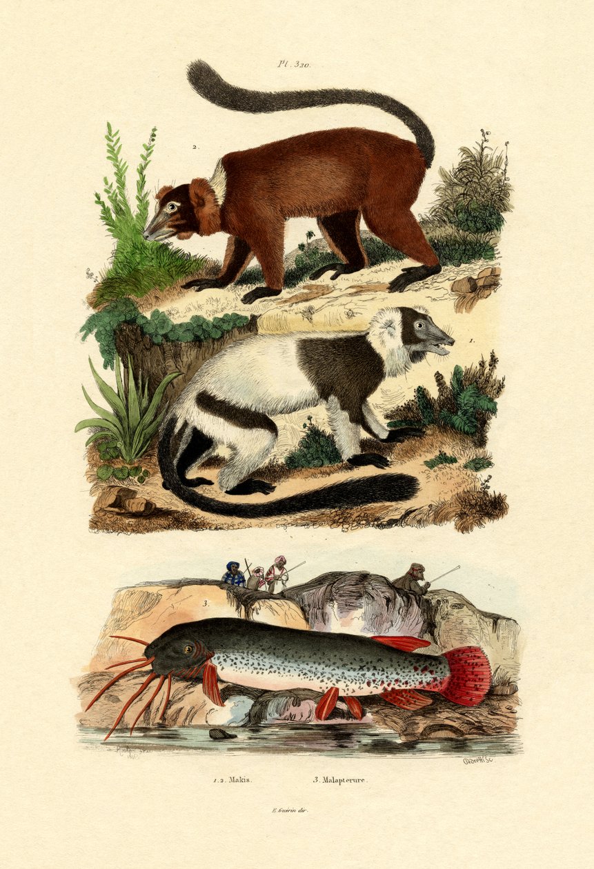 环尾狐猴，1833-39 作者 法语学校