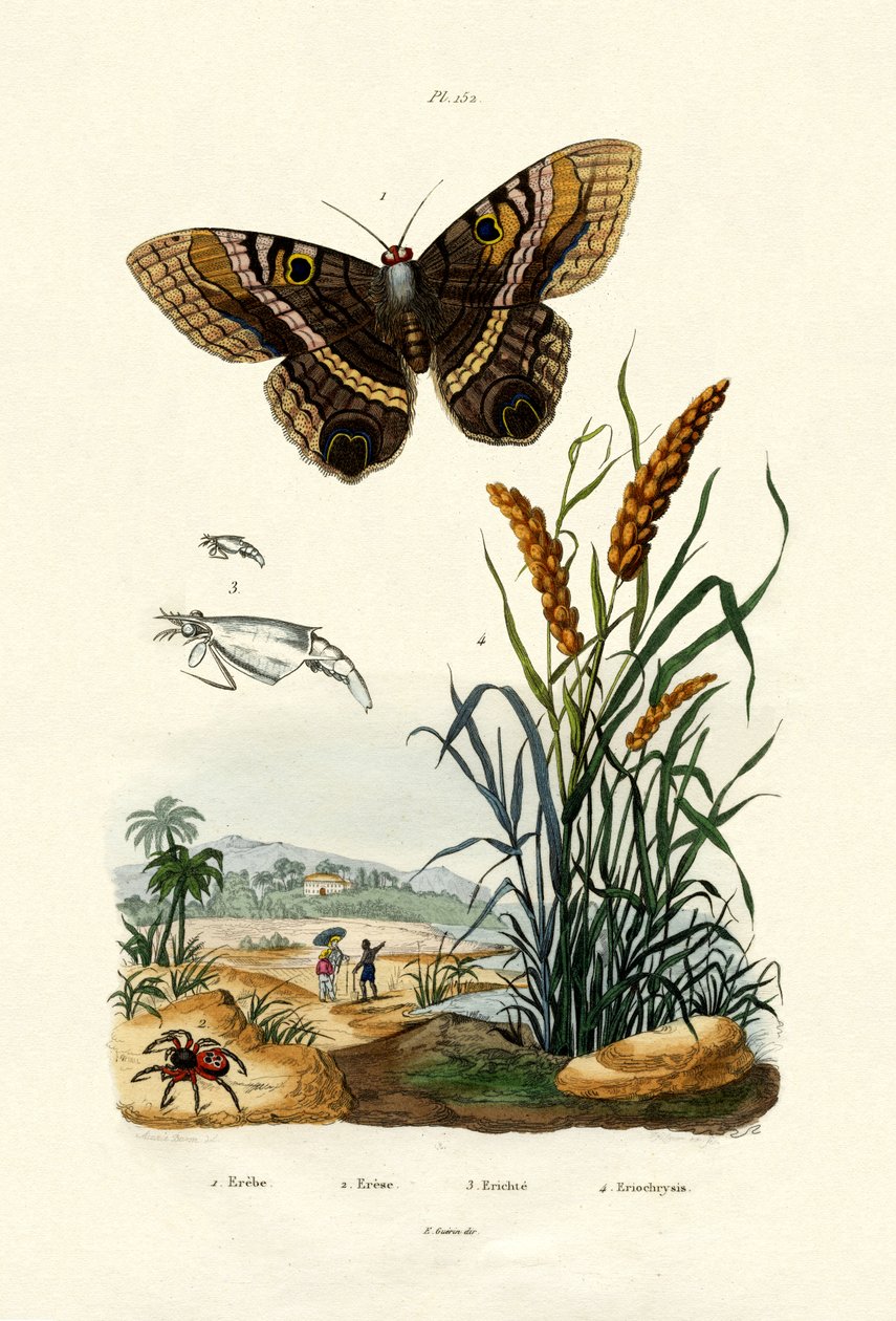 Ringlet，1833-39 作者 法语学校
