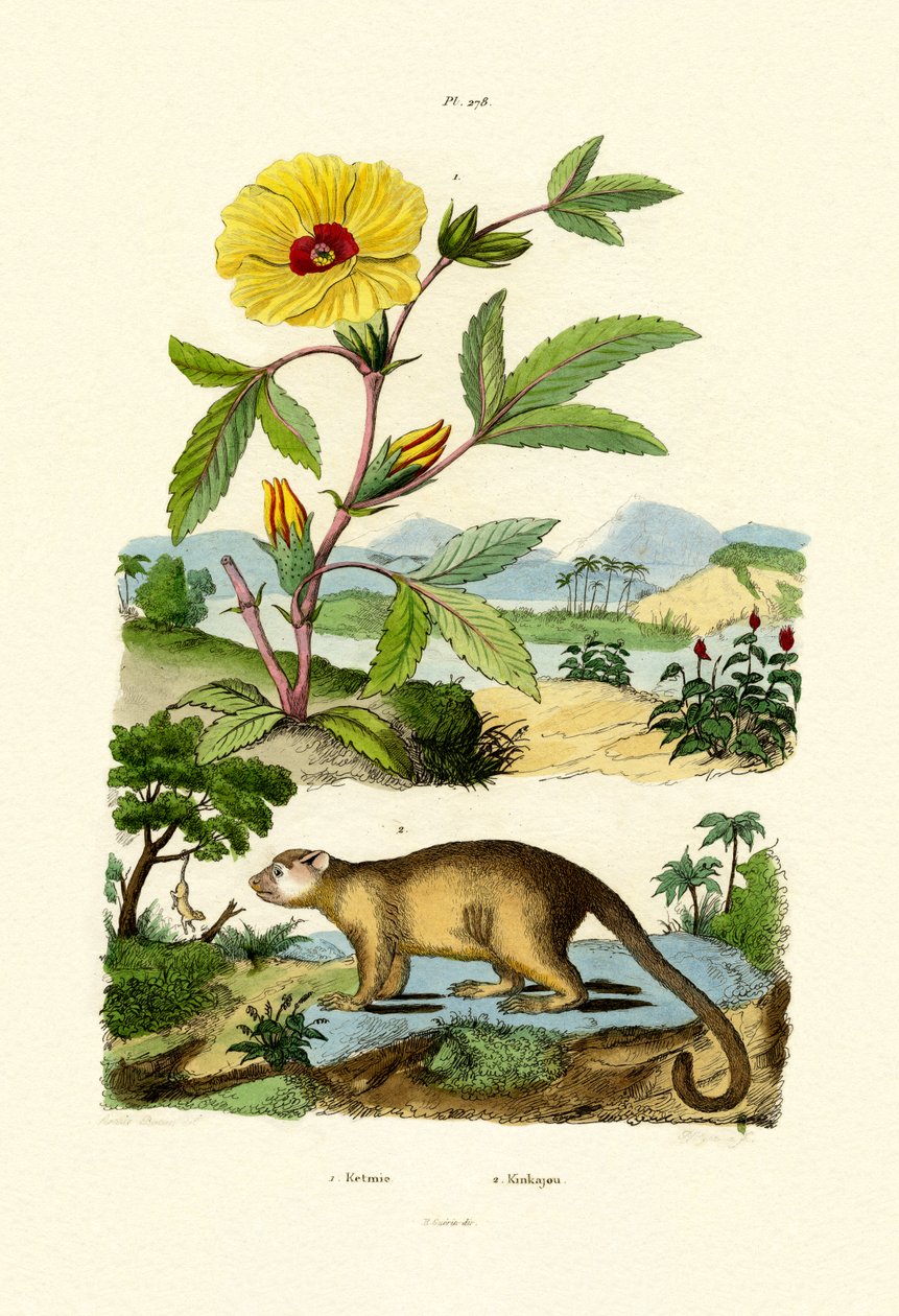 沙龙玫瑰，1833年至1939年 作者 法语学校
