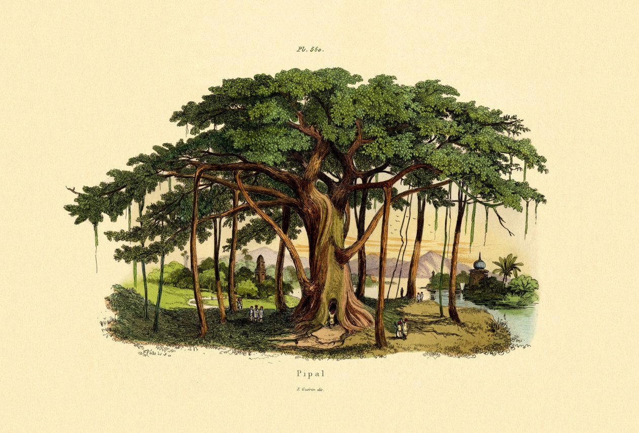 神圣的无花果，1833-39 作者 法语学校