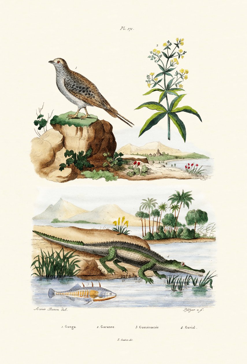 Sandgrouse，1833-39 作者 法语学校
