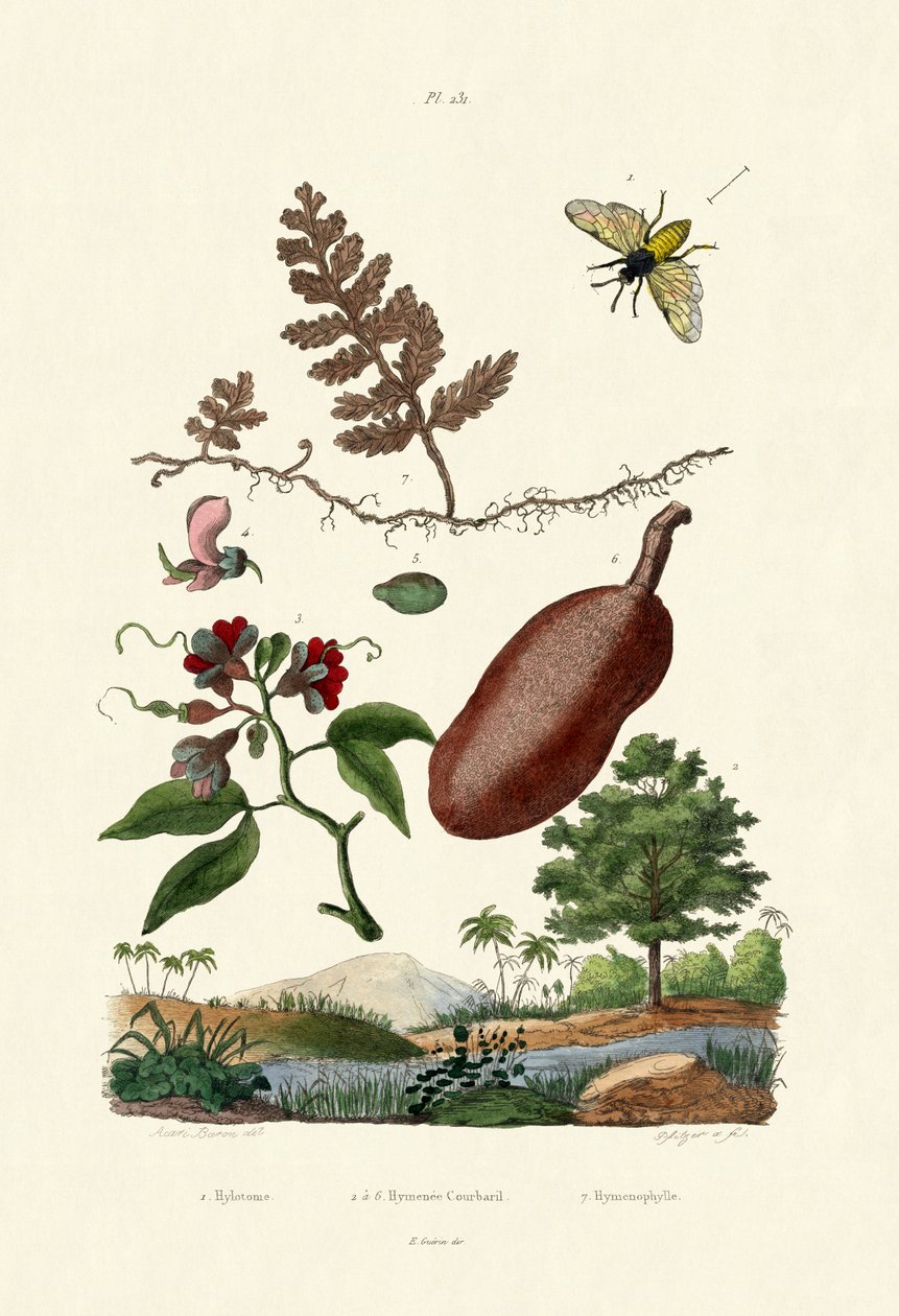 Sawfly，1833-39 作者 法语学校