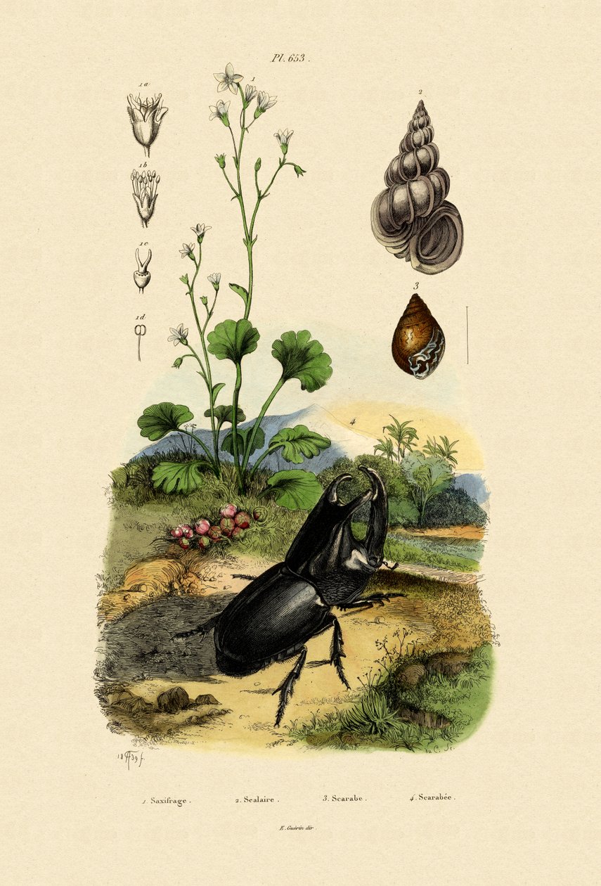 Saxifrage，1833-39 作者 法语学校