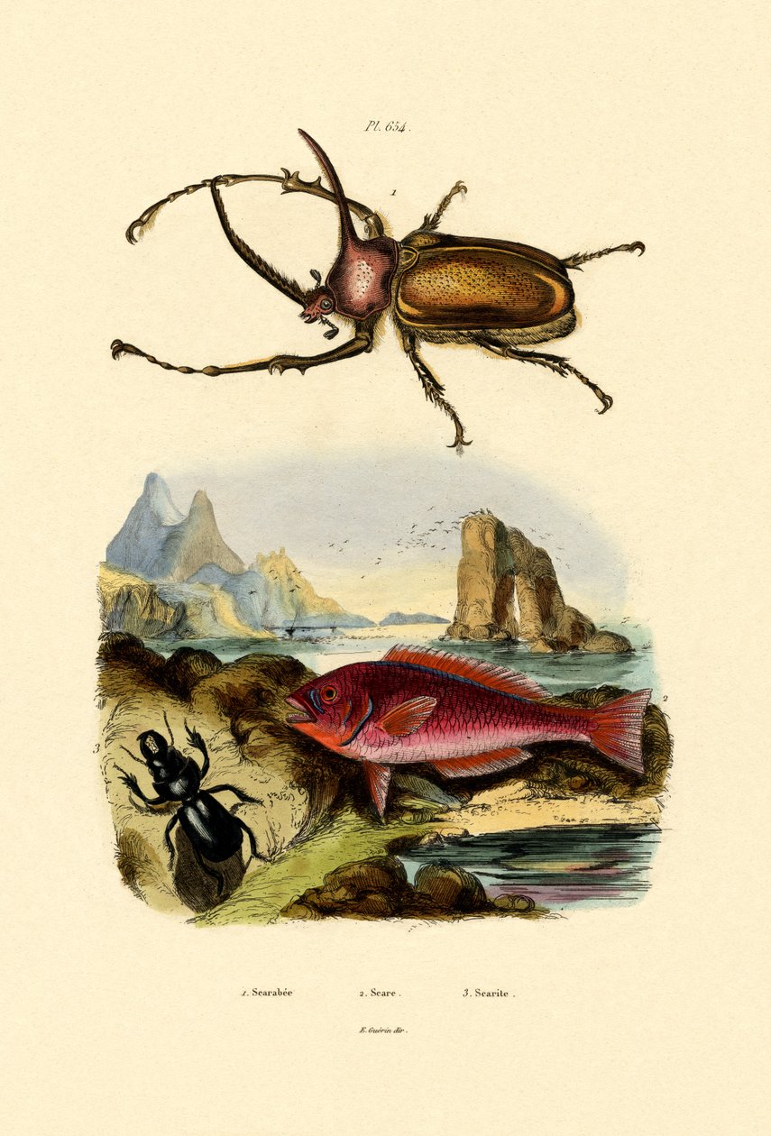Scarab Beetle，1833-39 作者 法语学校