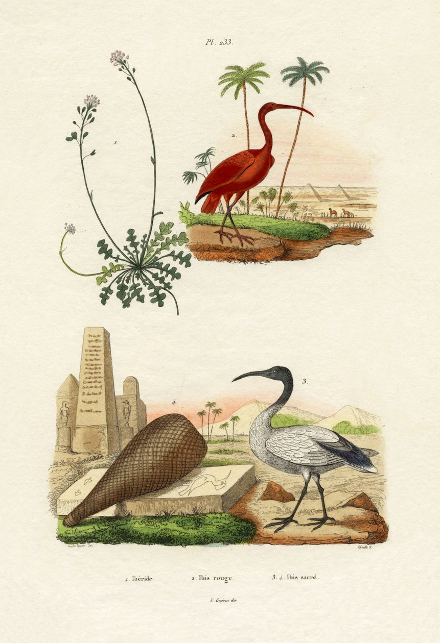 Scarlet Ibis，1833-39 作者 法语学校