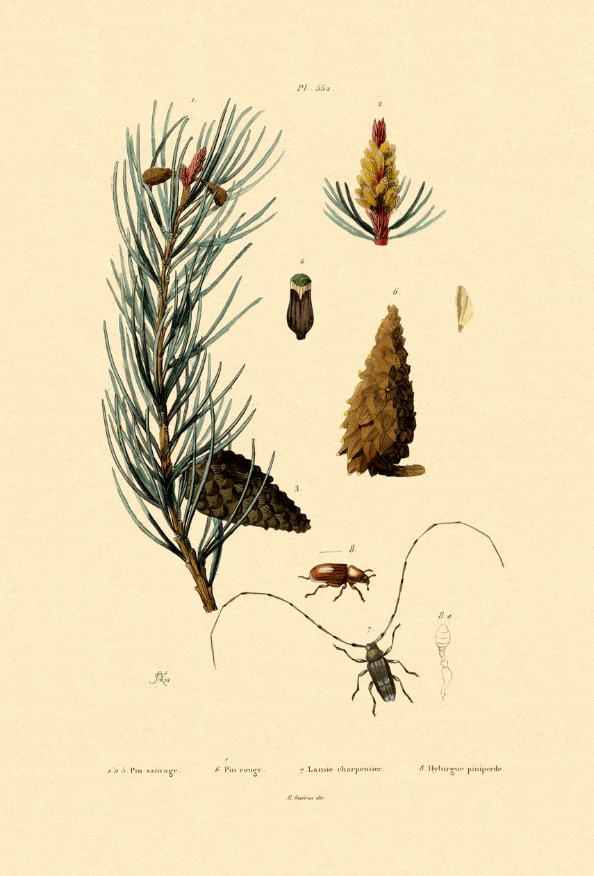 苏格兰松树，1833年至1939年 作者 法语学校