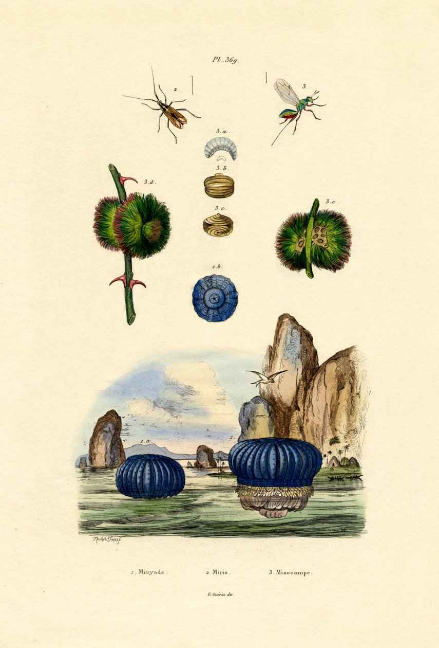 Sea Anemone，1833-39 作者 法语学校