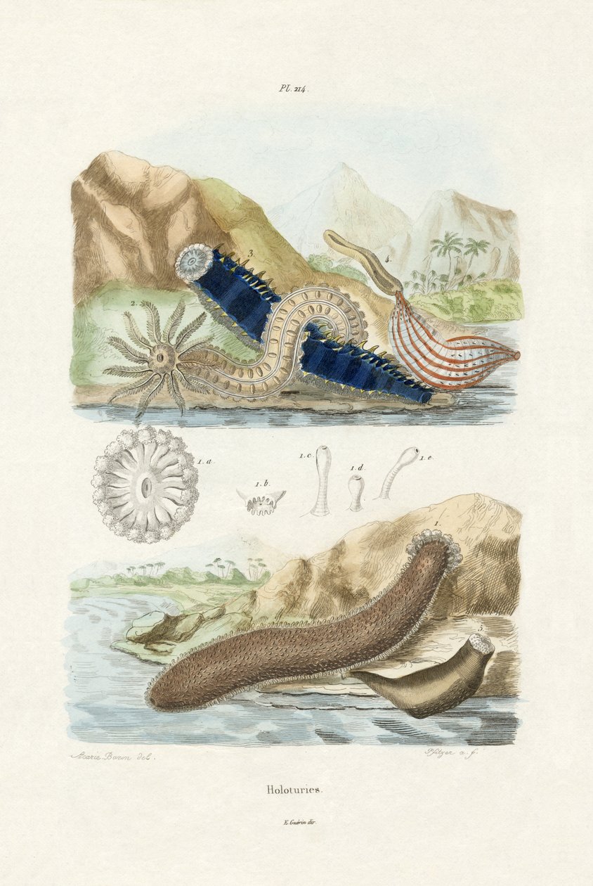 海参，1833-39 作者 法语学校