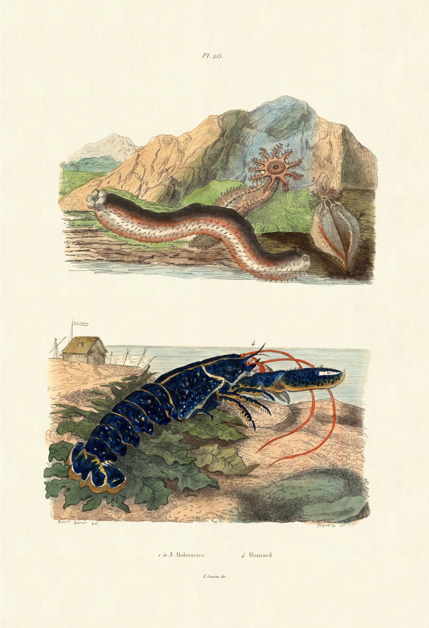 海参，1833-39 作者 法语学校