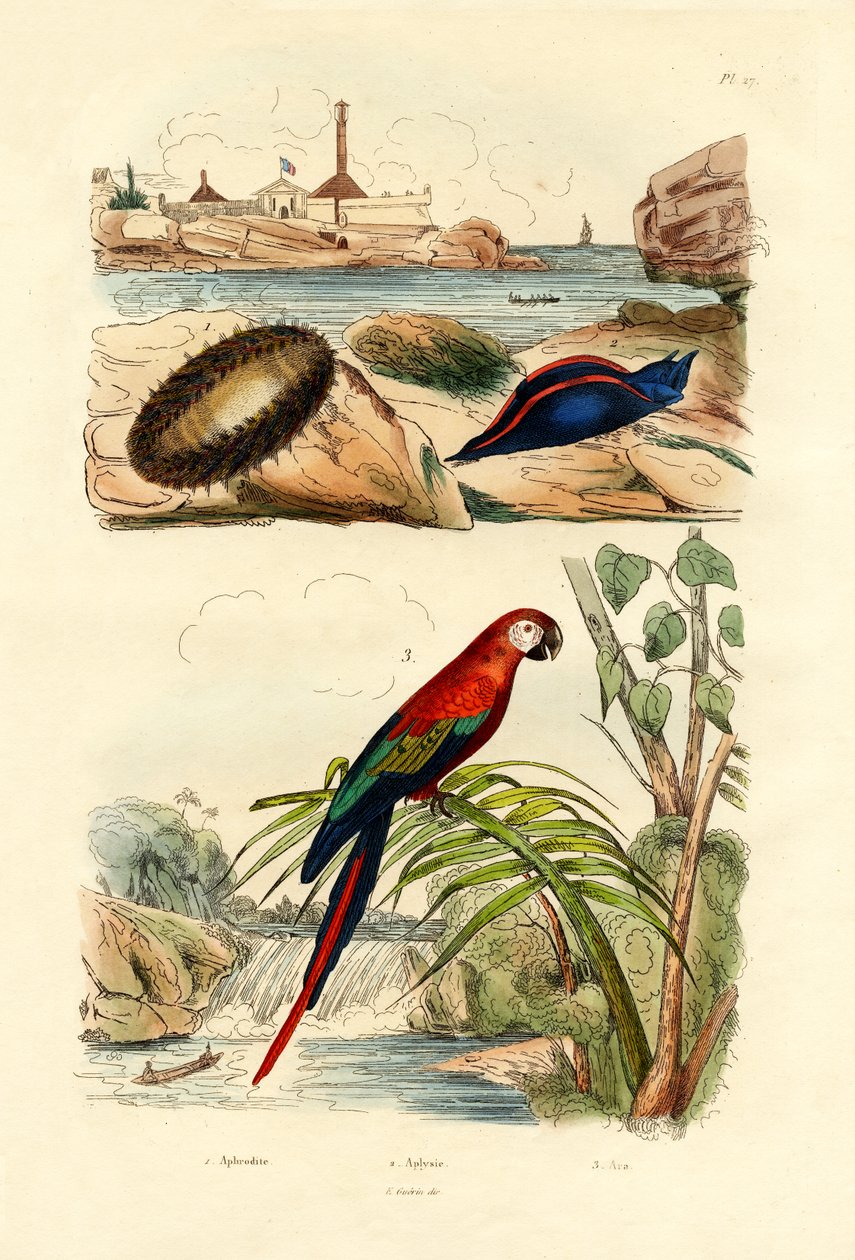 海鼠，1833-39 作者 法语学校