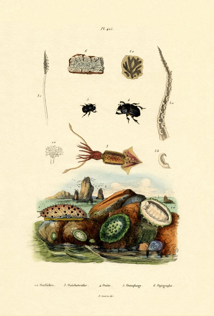 Sea Slug，1833-39 作者 法语学校