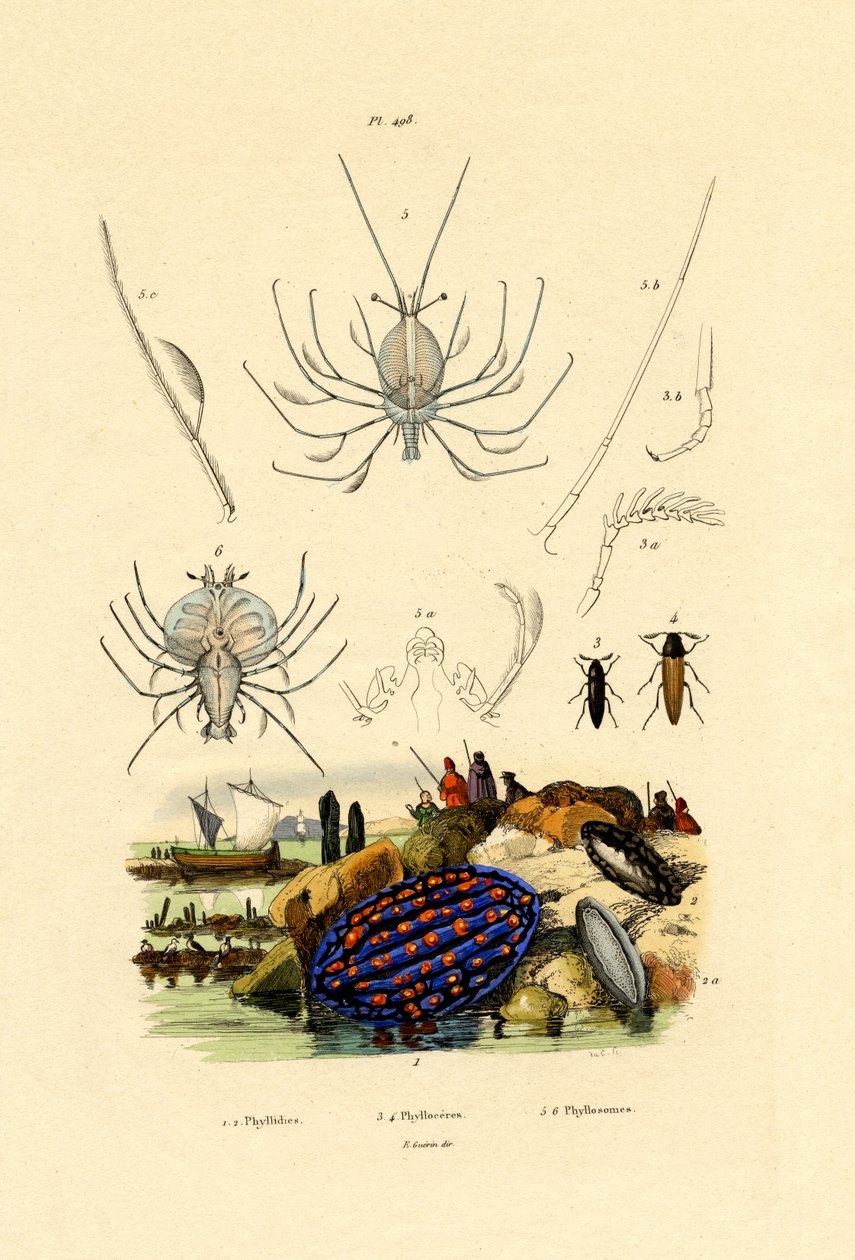 Sea Slug，1833-39 作者 法语学校