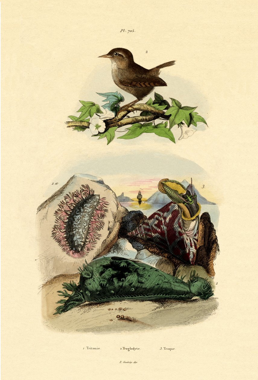 Sea Slug，1833-39 作者 法语学校
