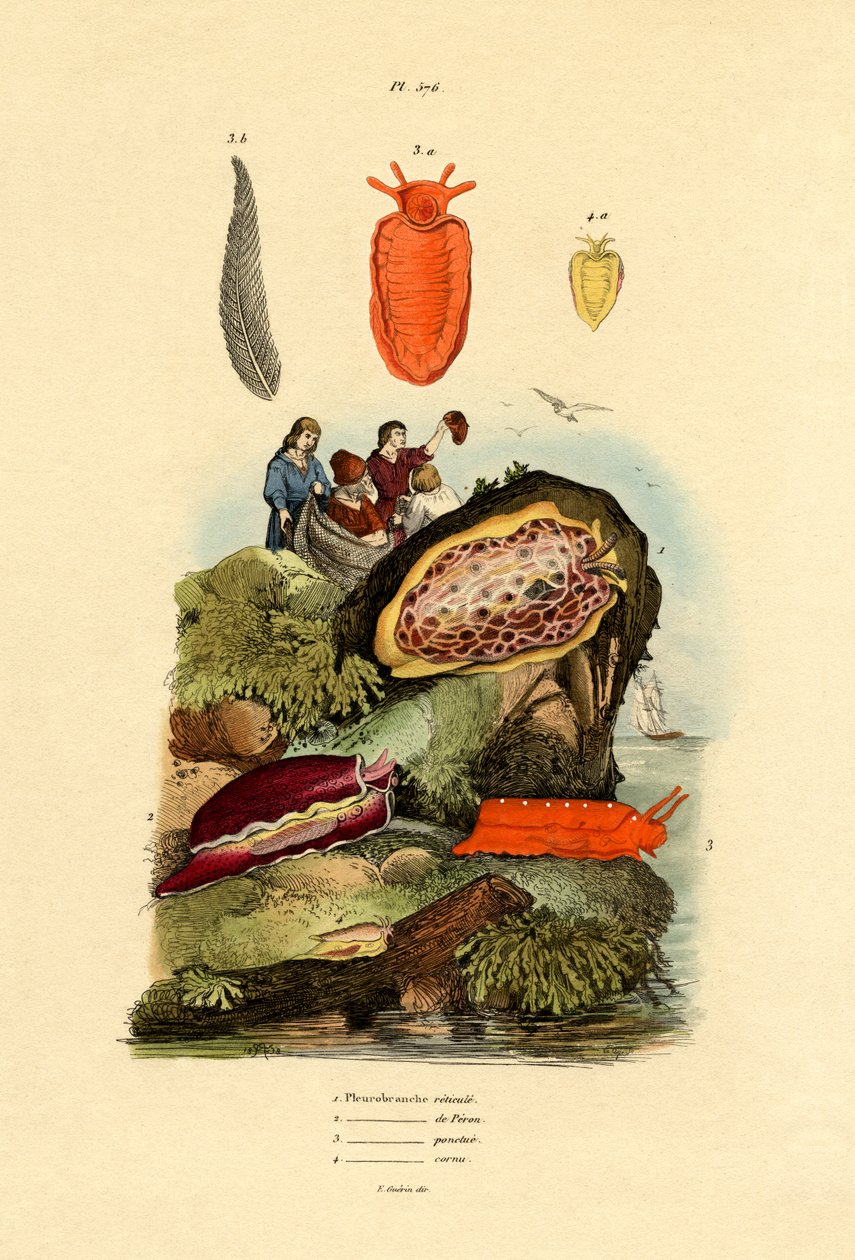 Sea Slugs，1833-39 作者 法语学校