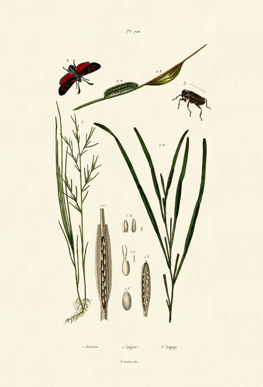 海草，1833年至1939年 作者 法语学校