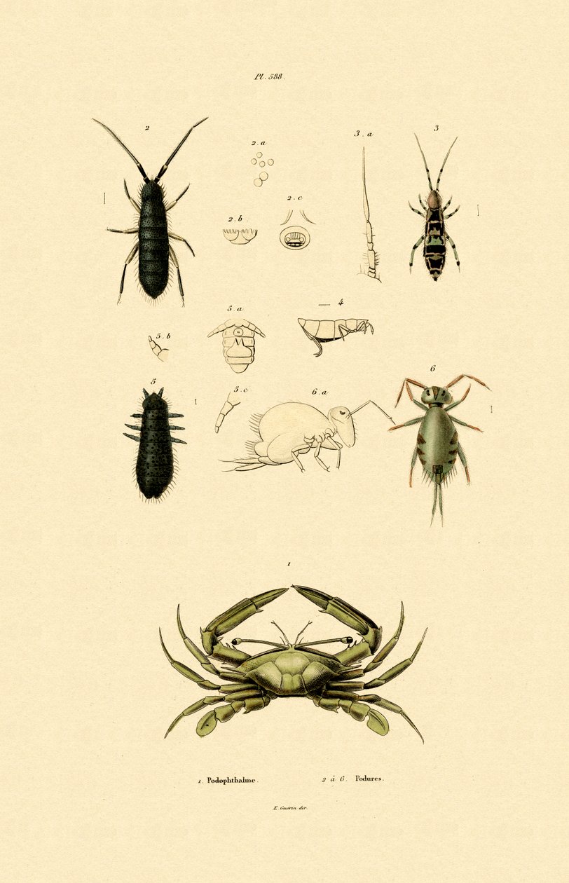 哨兵蟹，1833-39 作者 法语学校