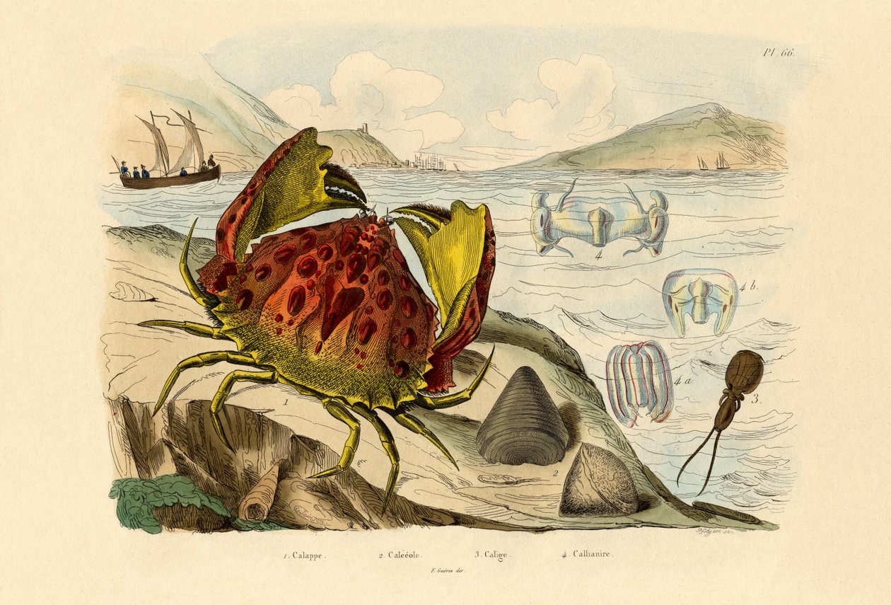Shamefaced Crab，1833-39 作者 法语学校