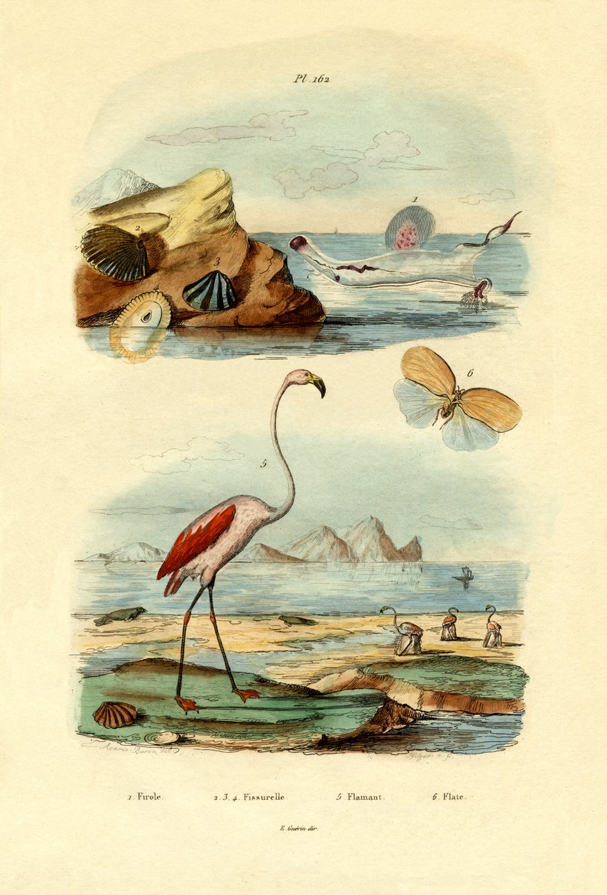 贝壳，1833年至1939年 作者 法语学校