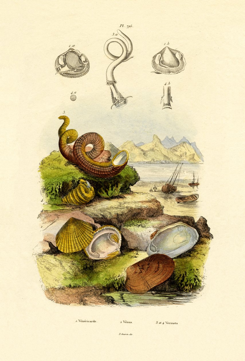 贝壳，1833年至1939年 作者 法语学校