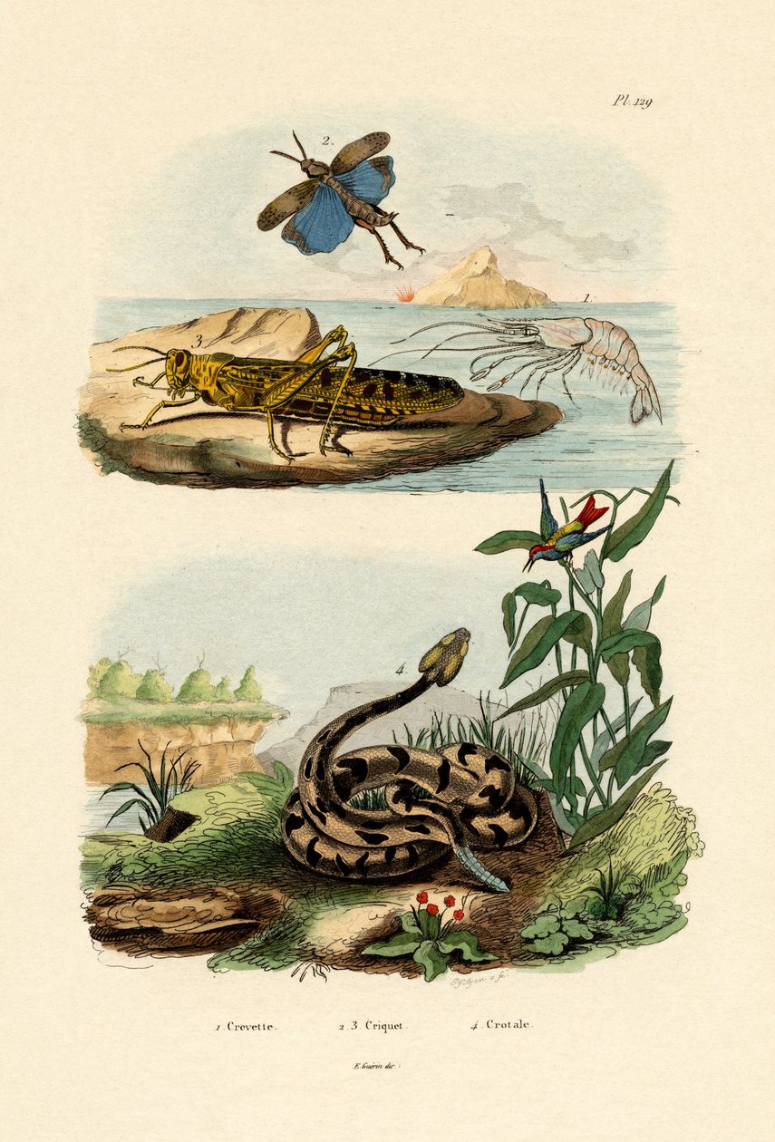 虾，1833-39 作者 法语学校