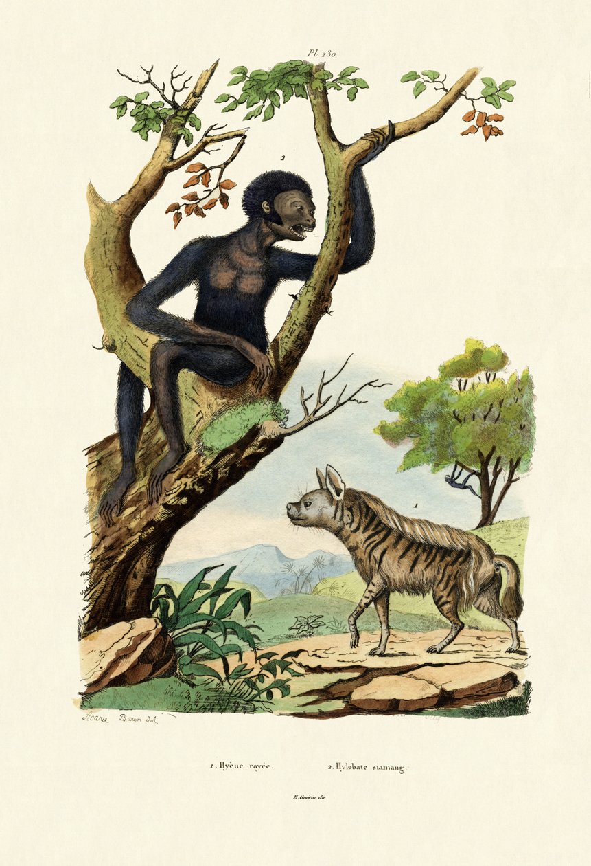 Siamang，1833-39 作者 法语学校