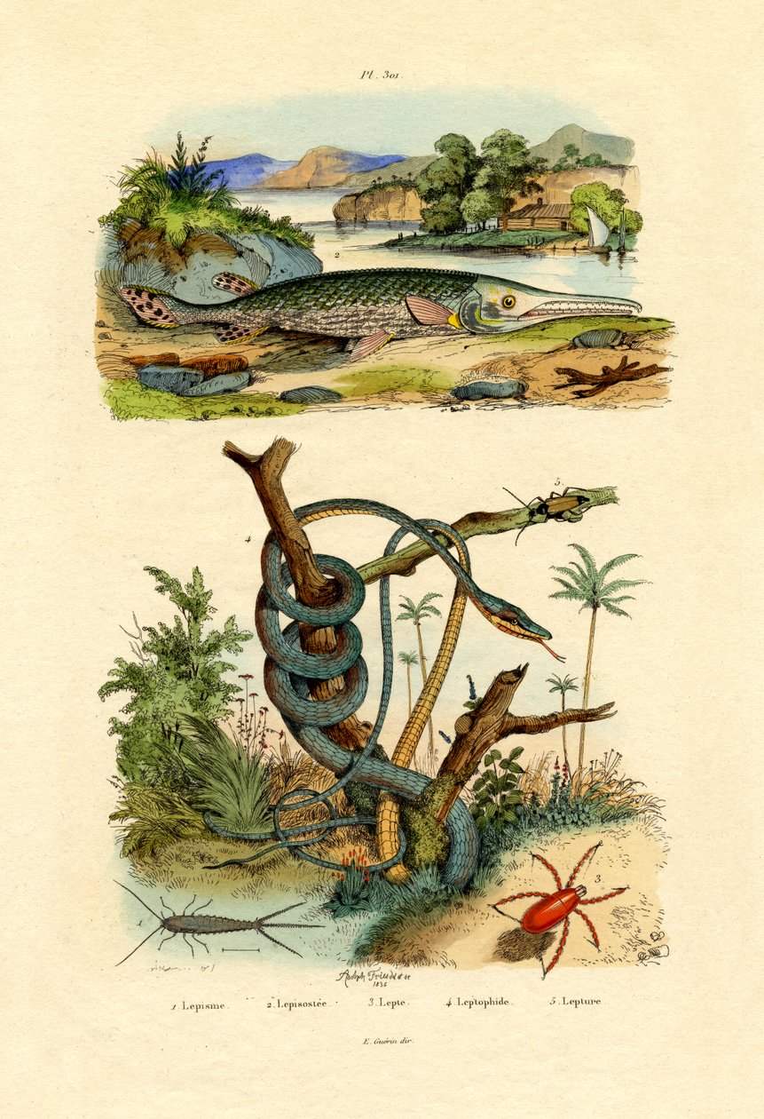 银鱼，1833-39 作者 法语学校