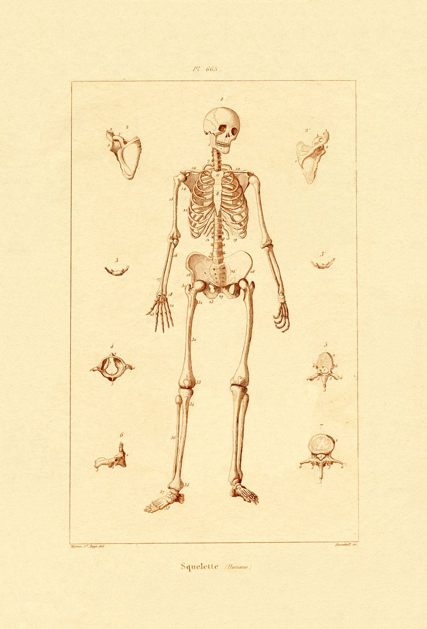 骷髅，1833-39 作者 法语学校