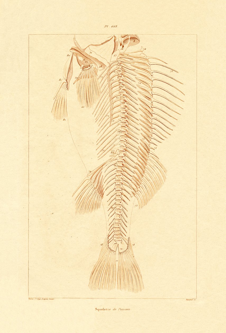 骷髅，1833-39 作者 法语学校