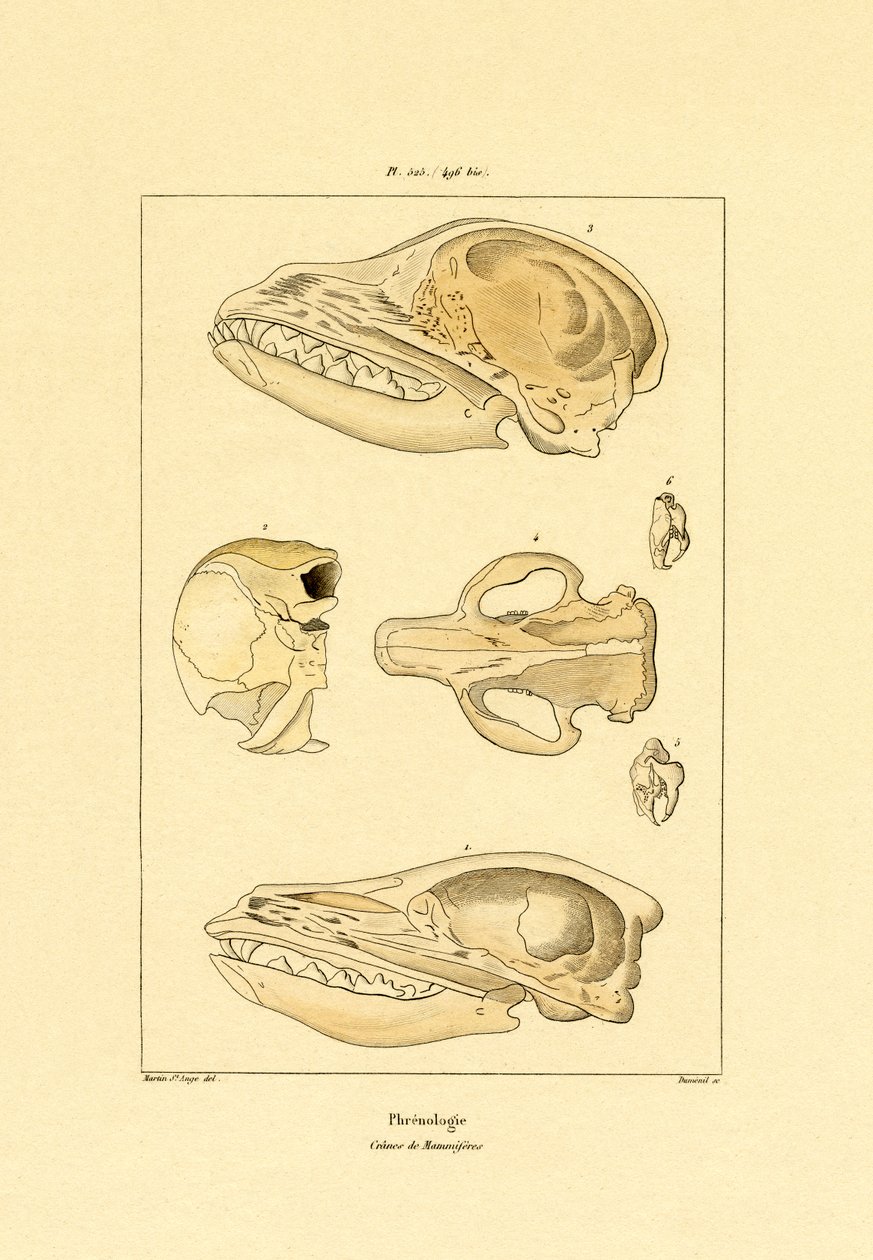 头骨，1833-39 作者 法语学校