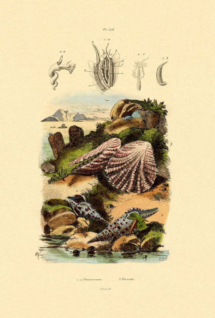 Slit Shells，1833-39 作者 法语学校